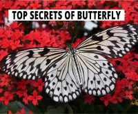 Top Secrets Of Butterfly.