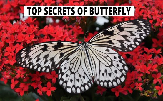 Top Secrets Of Butterfly.