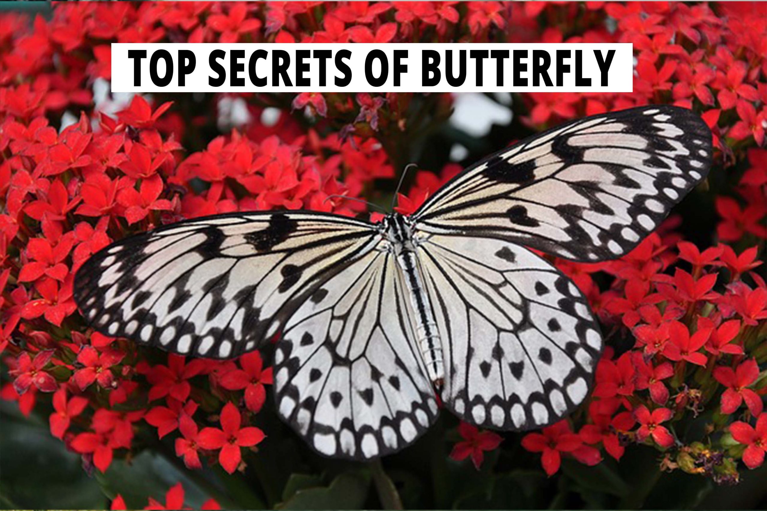 The Untold Secrets Of The Fetching Butterflies Leak