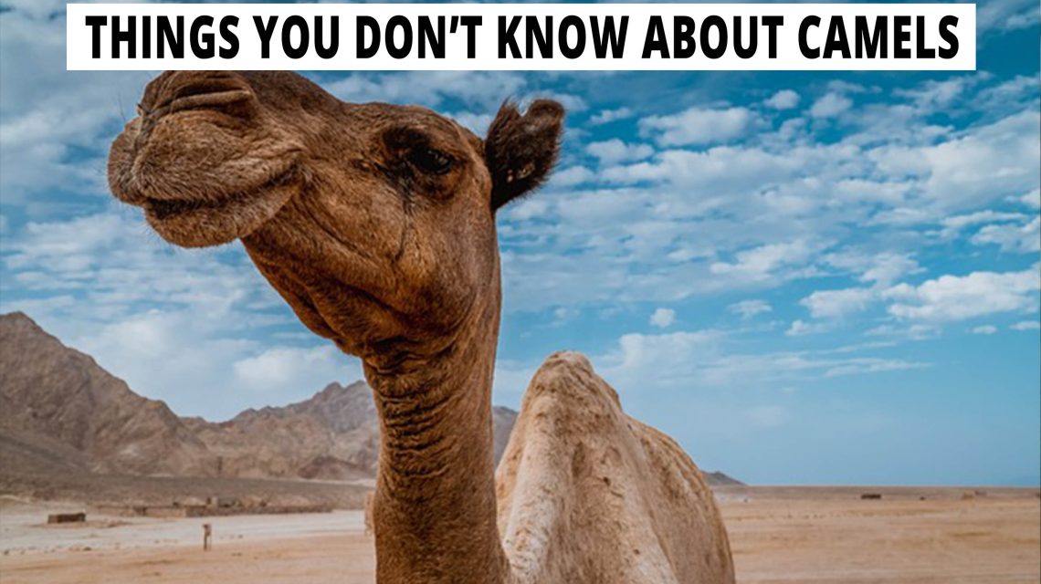 Things you don't know about camels.
