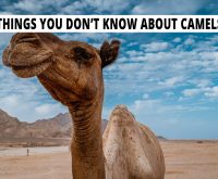 Things you don't know about camels.