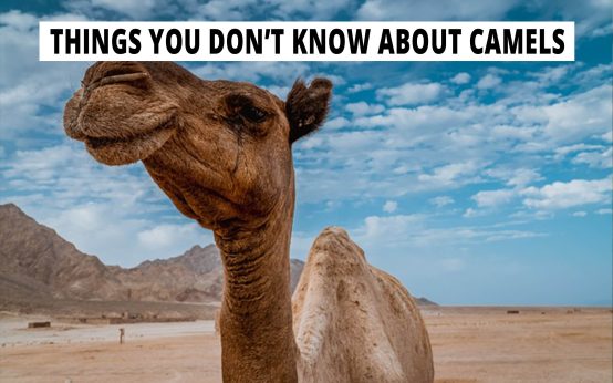 Things you don't know about camels.