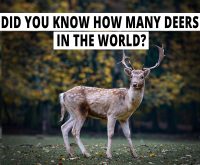 Special facts about the innocent deer you don't know.