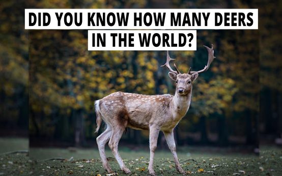Special facts about the innocent deer you don't know.