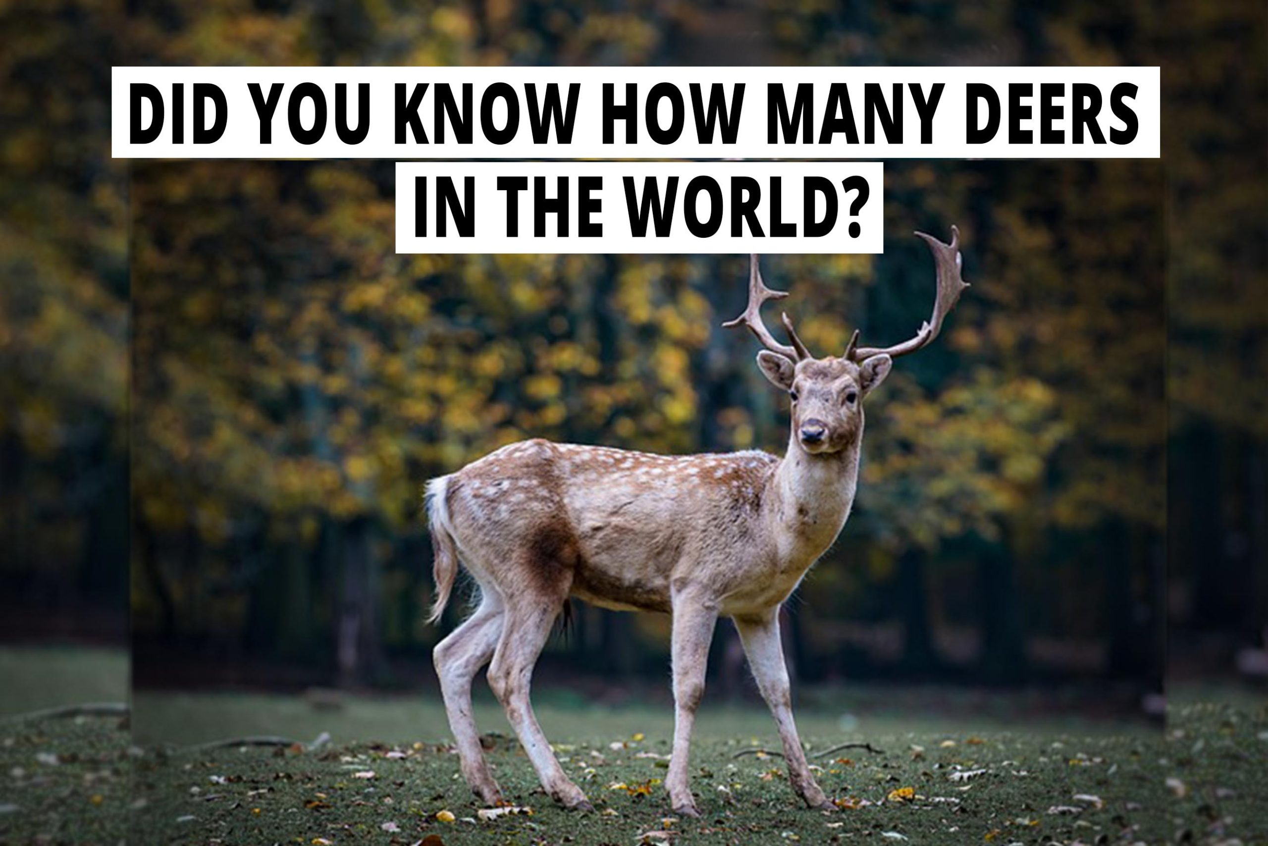 Did you know how many deers in the world?