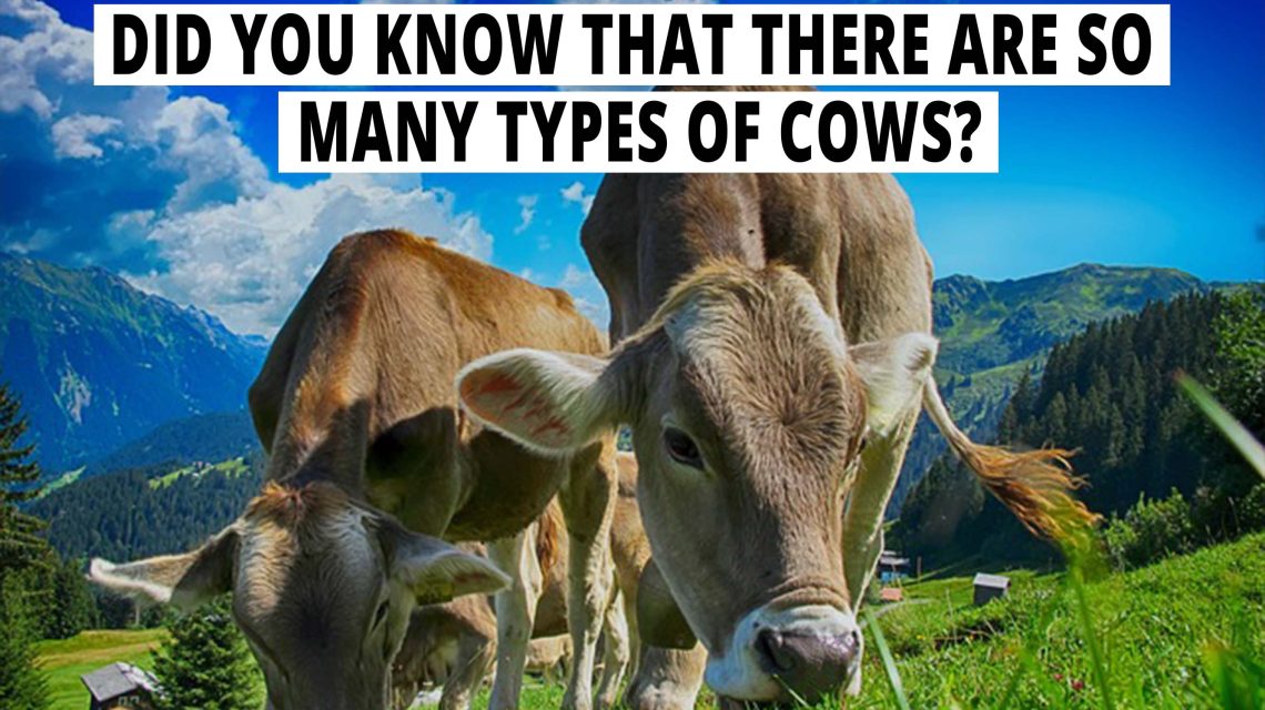 Did you know that there are so many types of cows?