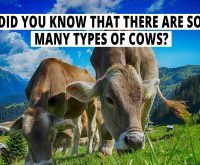 Did you know that there are so many types of cows?