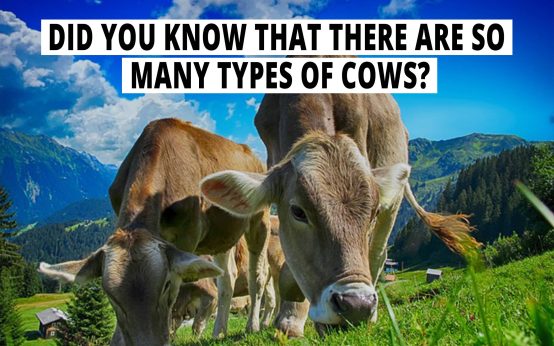 Did you know that there are so many types of cows?