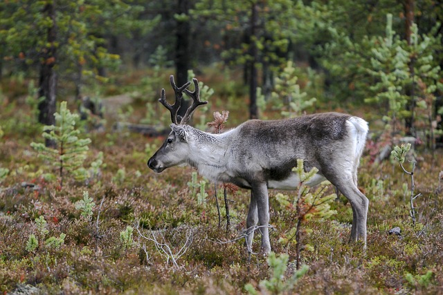 reindeer