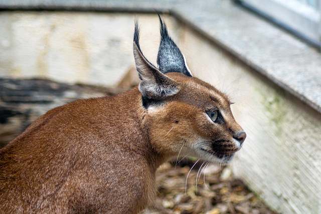 Top 8 Incredible Caracal Fun Facts.