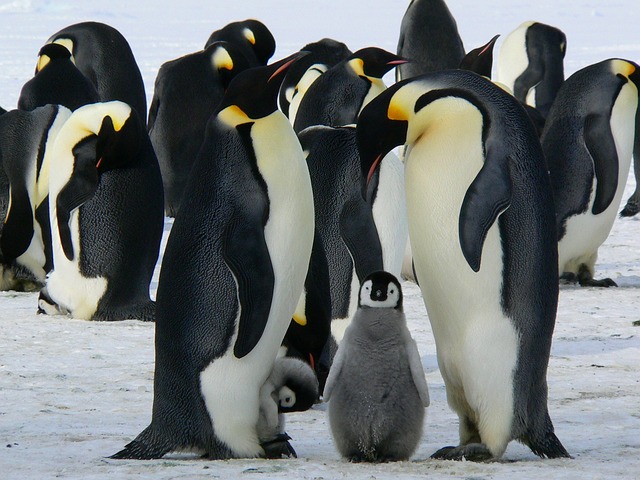 Did you know there are 8 types of penguins?