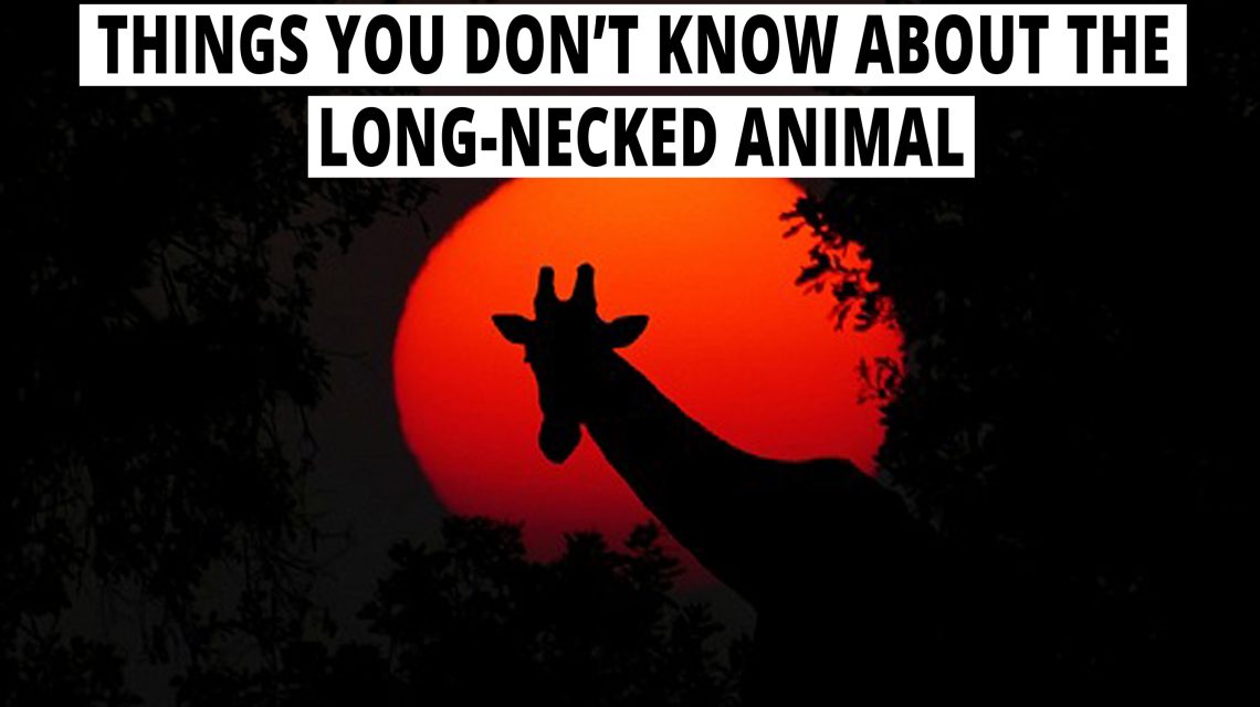 Things you don't know about the long-necked animal.