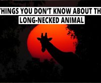 Things you don't know about the long-necked animal.