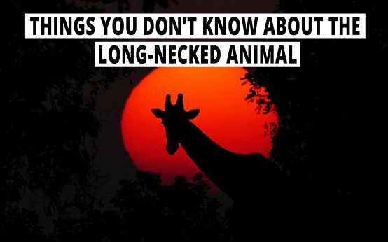 Things you don't know about the long-necked animal.