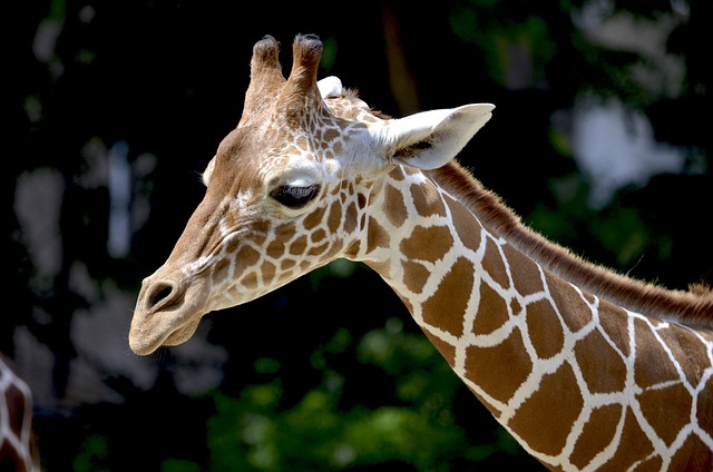 reticulated giraffe