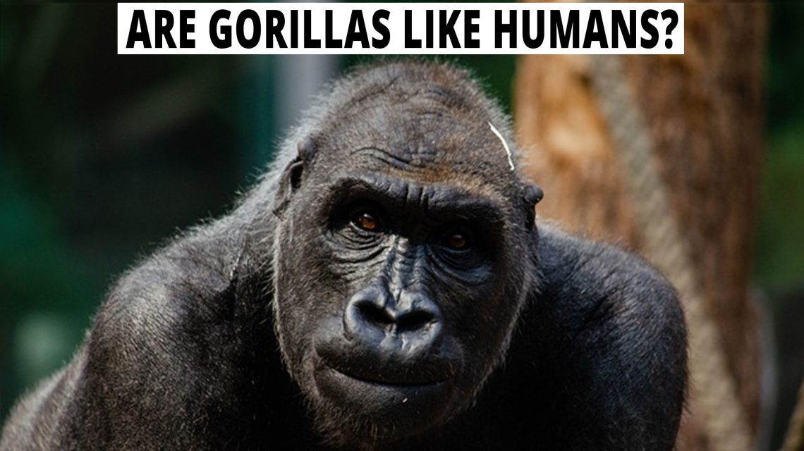 Are gorillas like humans?
