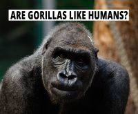 Are gorillas like humans?