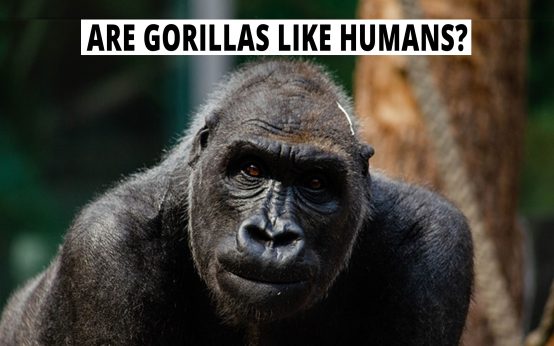 Are gorillas like humans?