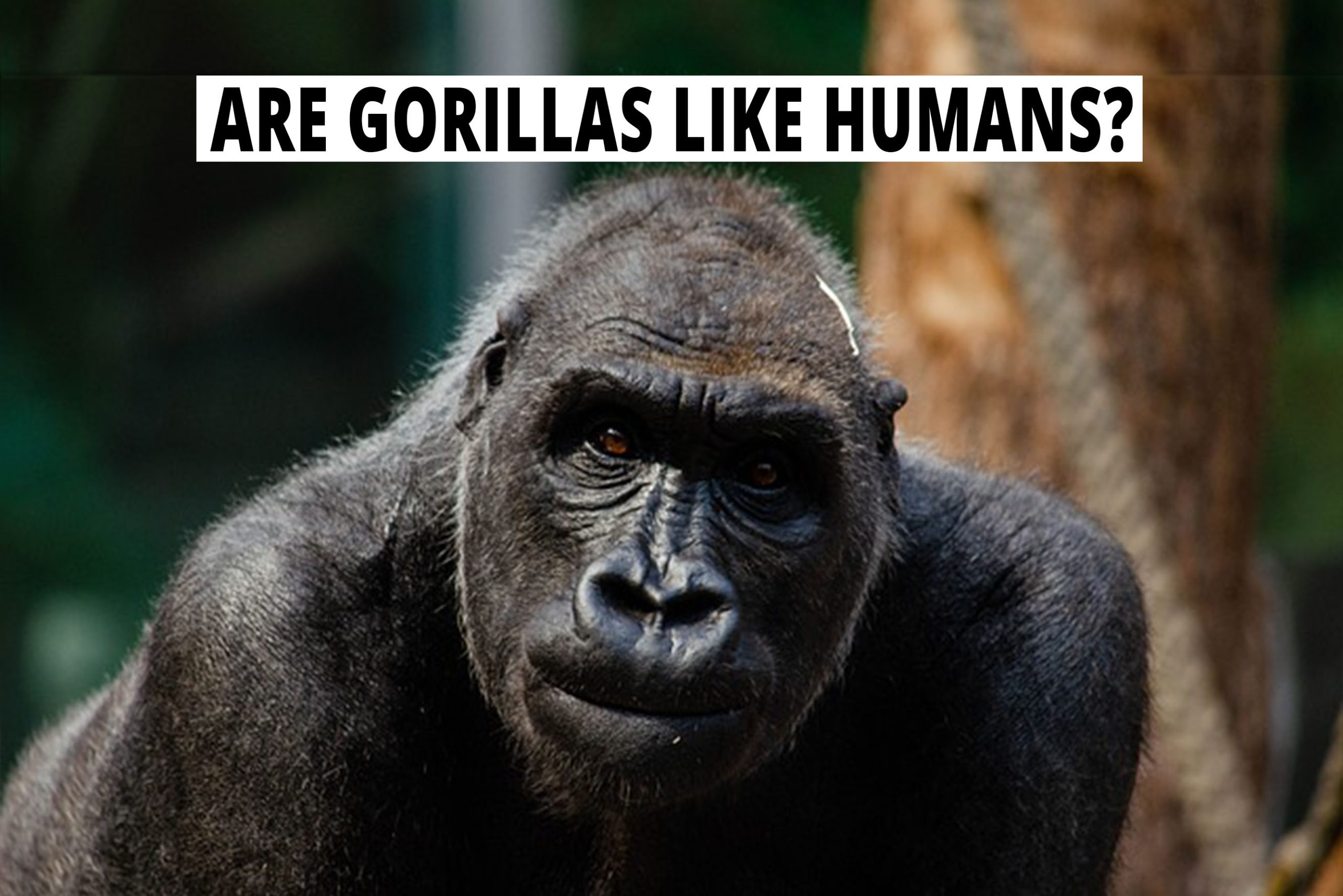 Are gorillas like humans? Animal Zoid