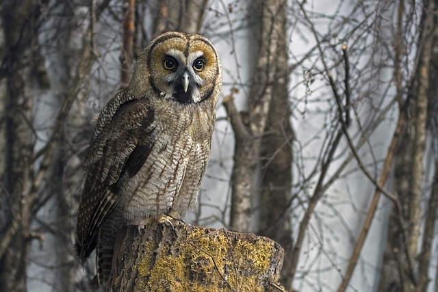 Are owls Nocturnal or Diurnal?