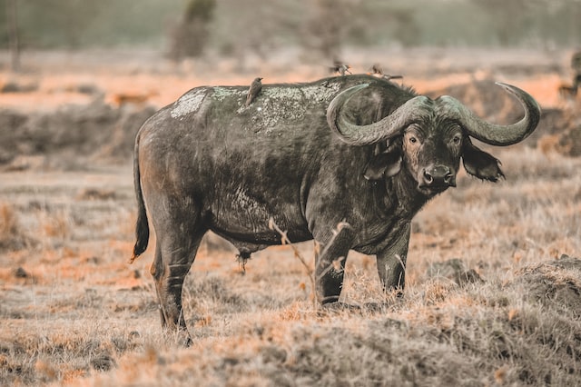 Are African buffalo dangerous? Here are all the facts about African buffaloes.