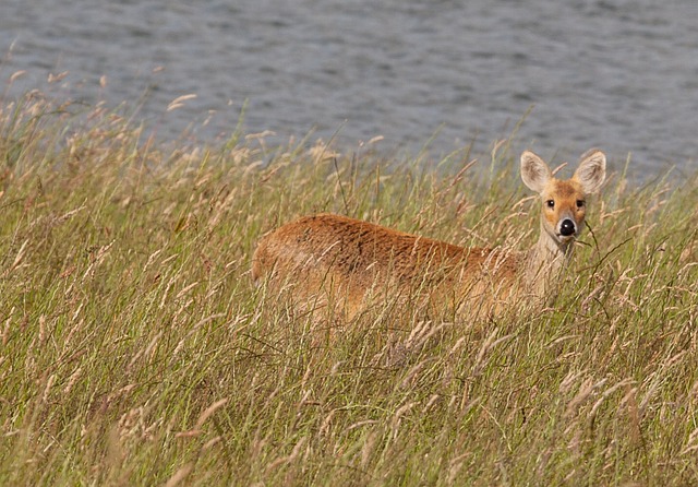 Indian Hog Deer