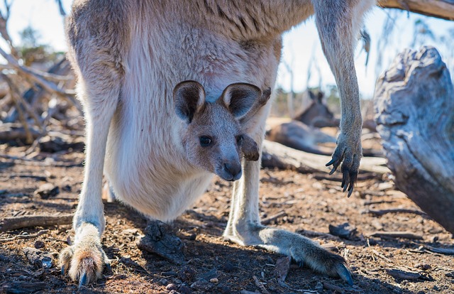 The most 4 rarest kangaroos in the world.