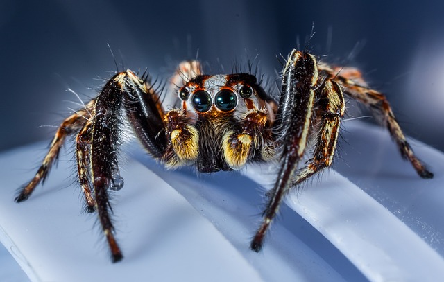 Jumping spiders