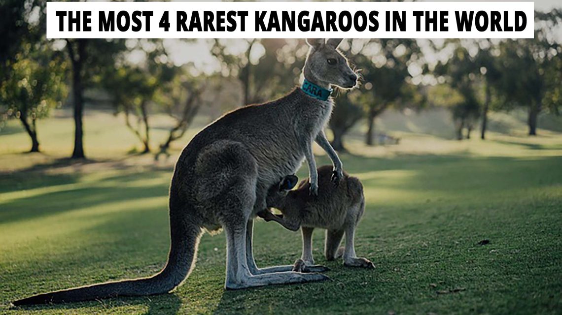 Kangaroo