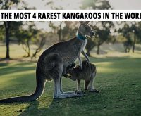 Kangaroo