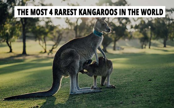 Kangaroo