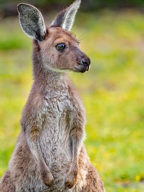 The most 4 rarest kangaroos in the world.