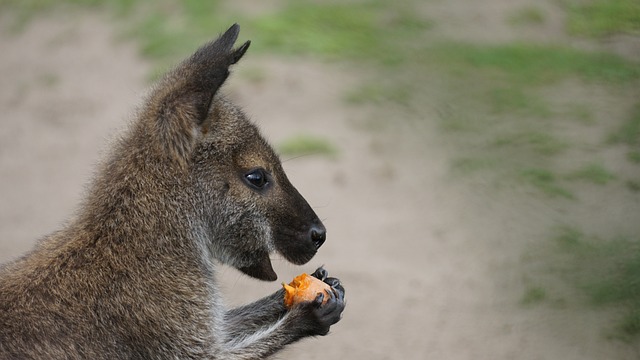 The most 4 rarest kangaroos in the world.