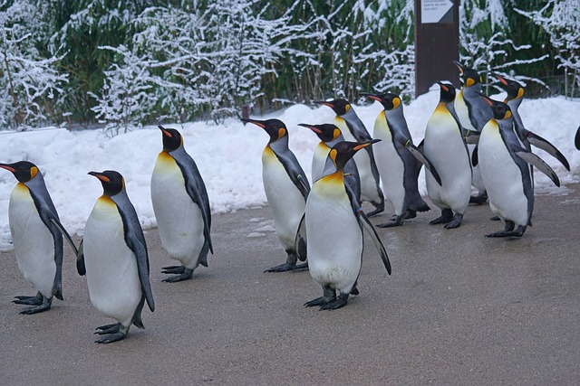 Did you know there are 8 types of penguins?