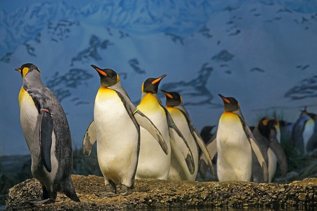 King Penguin