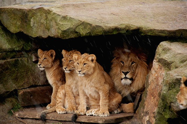 Do you know the types of lions that live in the world? All facts about lions.