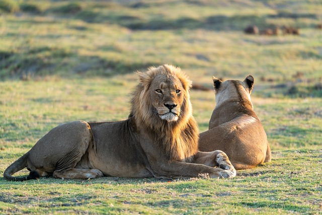 Do you know the types of lions that live in the world? All facts about lions.