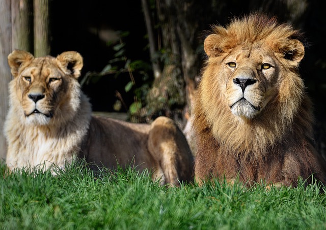 Do you know the types of lions that live in the world? All facts about lions.