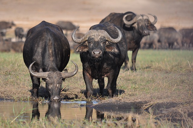 Are African buffalo dangerous? Here are all the facts about African buffaloes.
