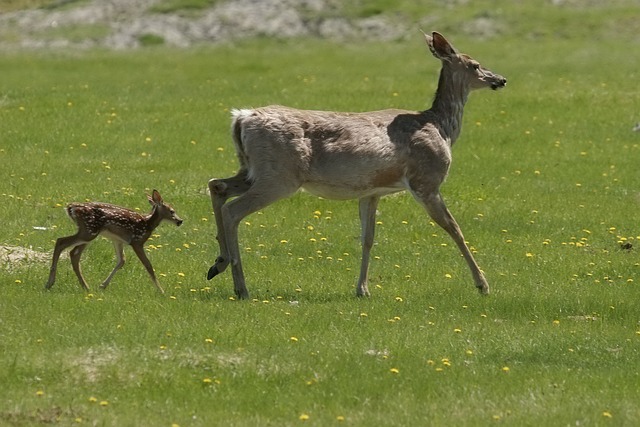 white-tailed deer