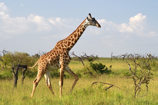 masai giraffe