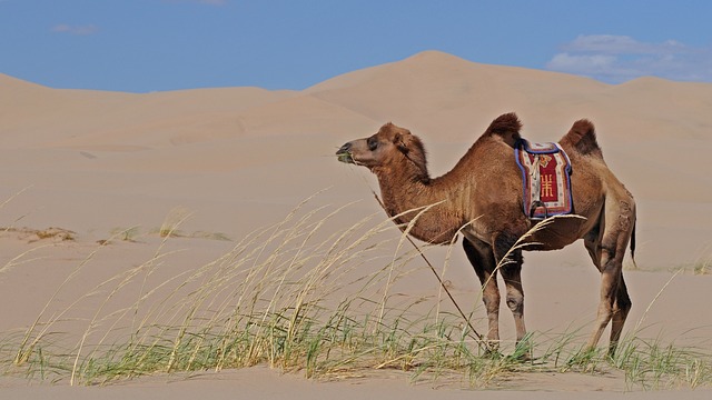 Things you don’t know about camels.