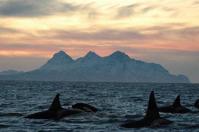 Orca, the killer whale of the Galapagos.