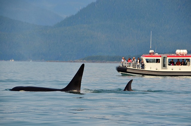 Orca, the killer whale of the Galapagos.