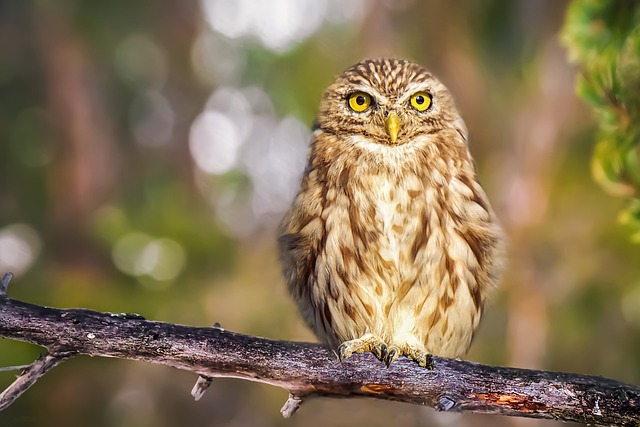 Are Owls Nocturnal Or Diurnal? Their Behavior Explained