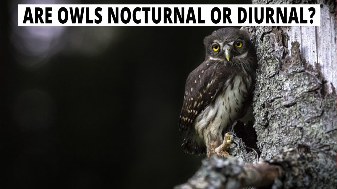 Are Owls Nocturnal Or Diurnal? Their Behavior Explained