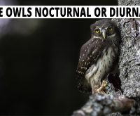 Are Owls Nocturnal Or Diurnal? Their Behavior Explained