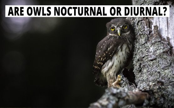 Are Owls Nocturnal Or Diurnal? Their Behavior Explained