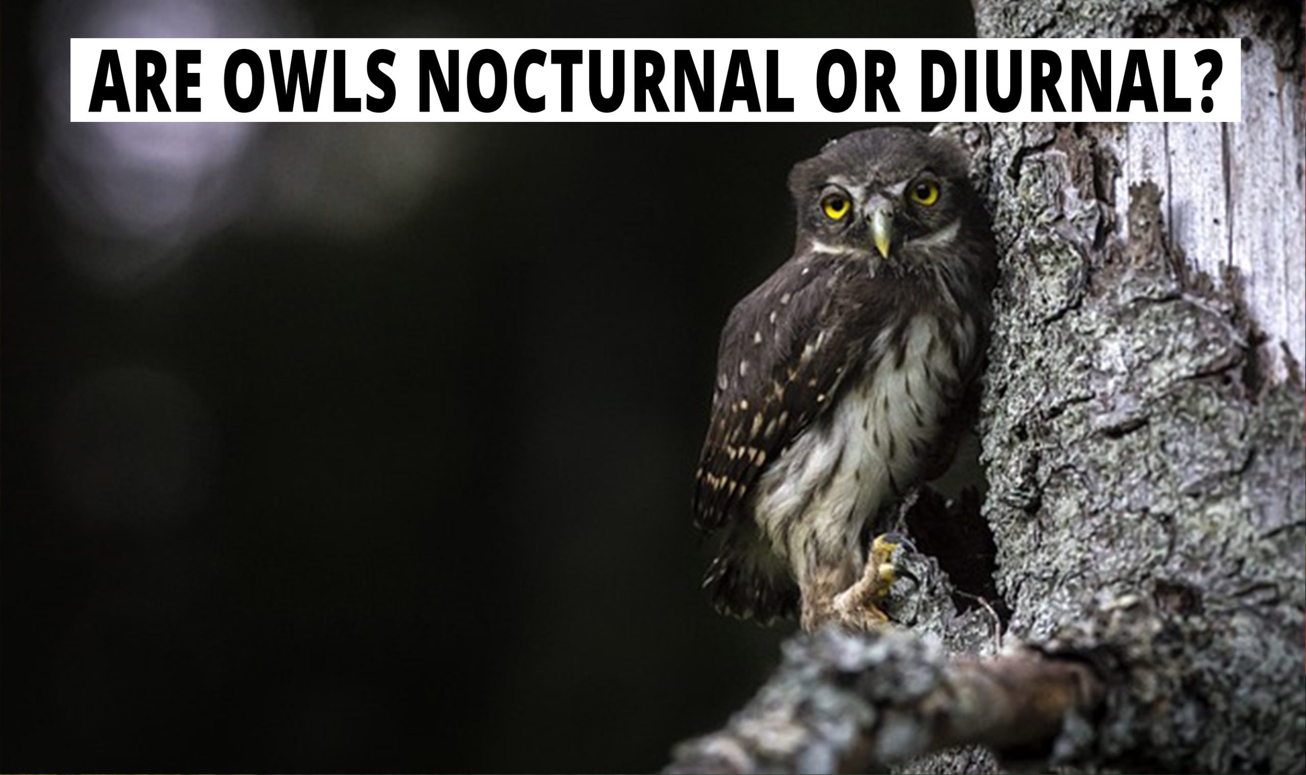 Are Owls Nocturnal Or Diurnal? Their Behavior Explained