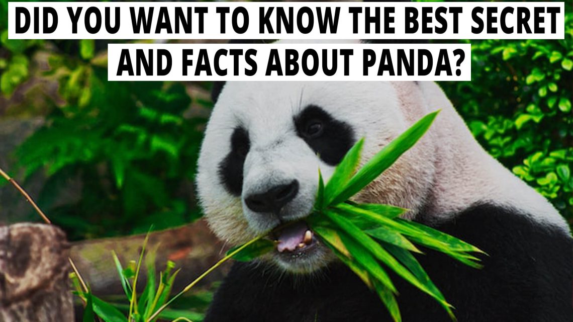 Did you want to know the best secret and Facts about Panda?